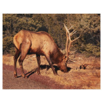 Elk - An Elk Eating letterhead by suburbanscenes Elk - An Elk Eating letterhead