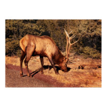 Elk -  An Elk Eating (Nevada) posters