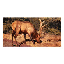 Elk - An Elk Eating photo cards by suburbanscenes Elk - An Elk Eating photo cards