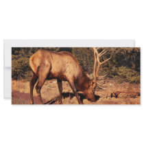 Elk - An Elk Eating rack cards by suburbanscenes Elk - An Elk Eating rack cards