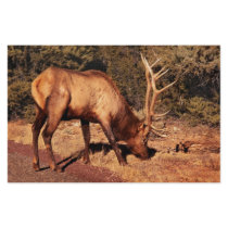 Elk - An Elk Eating stationery by suburbanscenes Elk - An Elk Eating stationery