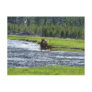 Elk and Baby in River Post Card