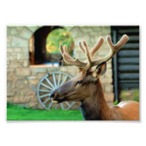 Elk and Wagon Wheel Photo Print