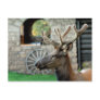Elk and Wagon Wheel Postcard