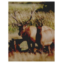 elk anyone? flyers by akeyms elk anyone? flyers