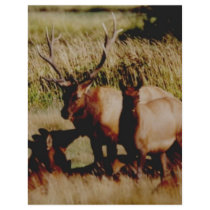 elk anyone? letterhead by akeyms elk anyone? letterhead