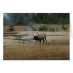 Elk at West Thumb Geyser Basin Card
