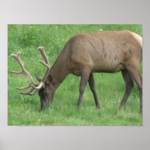 Elk battle Scars Poster