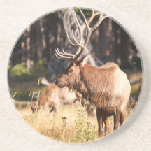 Elk Beverage Coaster