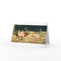 Elk Buck cards