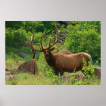 Elk Buck Painting Print