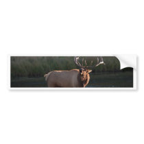 Elk Bugling Bumper Sticker