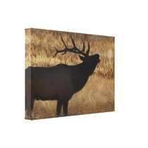 elk bugling stretched canvas prints