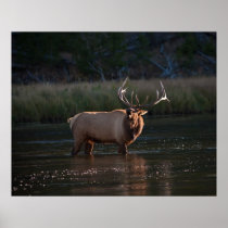 Elk Bugling Print