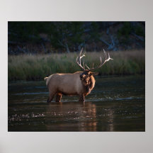 Elk Bugling Posters