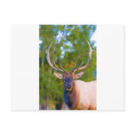 Elk Bulls Eyes Postcards