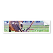 Elk Bumper Stickers