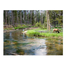 Elk by River Postcard