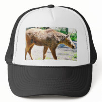 Elk Calf Animal hats