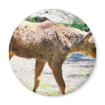 Elk Calf Animal magnets by lifesphere Elk Calf Animal magnets