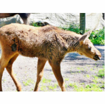 Elk Calf Animal photo sculptures by lifesphere Elk Calf Animal photo sculptures