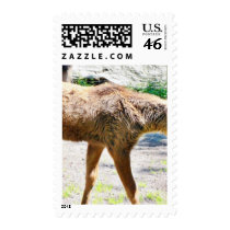 Elk Calf Animal postage