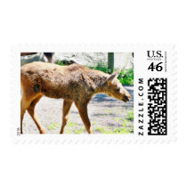 Elk Calf Animal postage