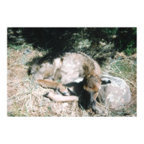 Elk Calf Sleeping posters by sanherl Elk Calf Sleeping posters