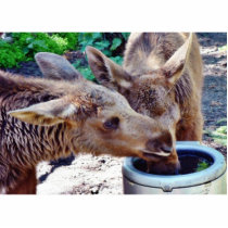 Elk Calves Drinking photo sculptures by lifesphere Elk Calves Drinking photo sculptures