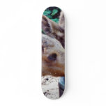 Elk Calves Drinking Custom Skateboard