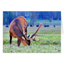 Elk cards
