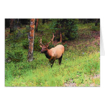 elk cards by Ksimmy elk cards