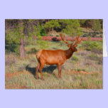 elk cards