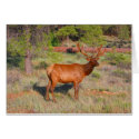 elk cards