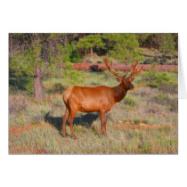 elk cards by cardart elk cards