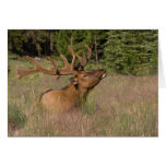 Elk Cards