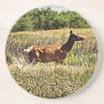 Elk Cow Coaster coasters