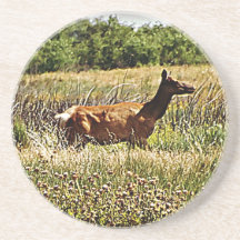 Elk Cow Coaster