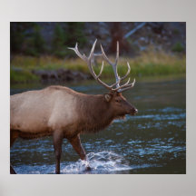 Elk crossing a river poster