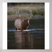 Elk crossing a river poster