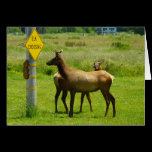 Elk Crossing Card