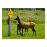 Elk Crossing Card