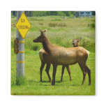 Elk Crossing Magnet