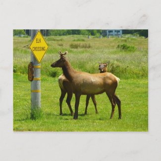 Elk Crossing Postcard postcard
