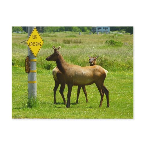 Elk Crossing Postcard postcard