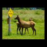 Elk Crossing Print