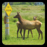 Elk Crossing Sticker