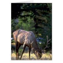 Elk feeding in Banff National Park, Alberta, Canad Card