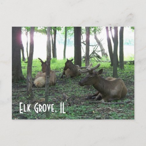 Elk Grove Postcard postcard
