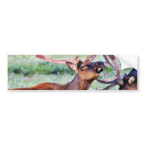 Elk Horns bumper stickers